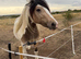 Cob dun and white mare