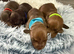 4 beautiful boy miniature dashhound