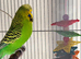 Budgies & set up