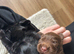 Ready now- KC Reg Cocker Spaniel - 1 Choc Boy Left