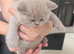 REDUCED!!. BEAUTIFUL BRITISH SHORTHAIR KITTENS FOR SALE