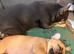 1 French bulldog