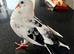 Fantail pigeons