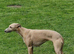 Beautiful KC registered whippets puppies for sale