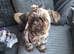 Beautiful 10 month old Shihtzu imperial