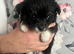 Chichon puppy's