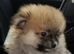 Beautiful teddy face female