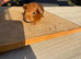 Pure bred California & satin baby boar guinea pigs