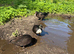 Call ducks bonded pairs