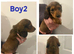 5 miniature dachshund