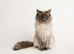 Stud Ragdoll Blue Point and he’s a chocolate carrier