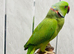 Adult male Ringneck parrot