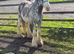 Quality Blagdon filly