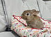 Adorable Baby Rabbits for Sale - Beautiful Colours