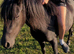 Look at this lovely little Dartmoor mare 12.2 and rising