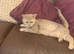 BSH Pedigree Silver Cross bundles of love
