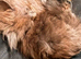 Kittens availble