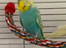 Rainbow hen budgie.