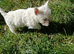 REGISTERED WEST HIGHLAND PUPPIES