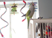 Semi tame Quaker male for rehoming