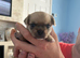 Selling a small puppy, a female.