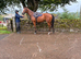 4 year old gelding 16hh