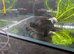 Snapping turtle