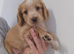 Cocker spaniel puppies for sale.