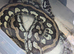 Female Jungle Carpet Python