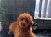 Gorgeous red minature poodle boy