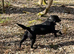 RKC Labrador retriever