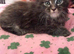 Maine Coon kittens 2 left. Ready Now