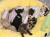 Beautiful Cornish Rex Kittens - Reservations Now Open!
