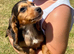 Cocker spaniel puppies