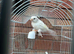 Pair of Pure white canaries for sale 2025