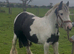 For sale Barbie 6yo cob mare