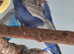 Mauve Budgie