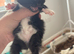 Beautiful Kittens –black and white kittens 4 Girls & 1 Boy – Ready from 16th September