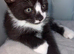 4 Beautiful Kittens looking for their forever home