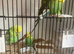Young exhibition Budgies