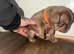 Puppy&rsquo;s