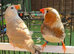 Zebra Finches
