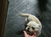 3 stunning 16 week old pugs