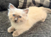Beautiful blue ragdoll boy