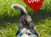 Pure breed siberian husky puppys