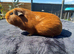 Sweet Young Boar Looking for a Special Forever Home