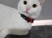 1 year old white female