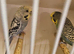 Proven pair budgies