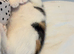 Gorgeous calico kitten ready now