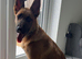 Jessie, German Shepard, 5 month old puppy